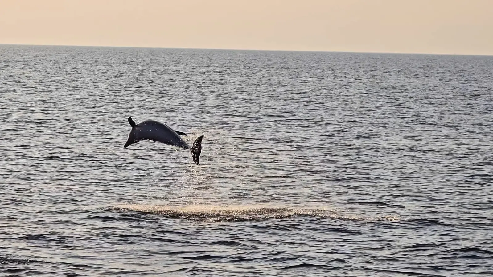 Two dolphins surfacing at sunset off Rovinj