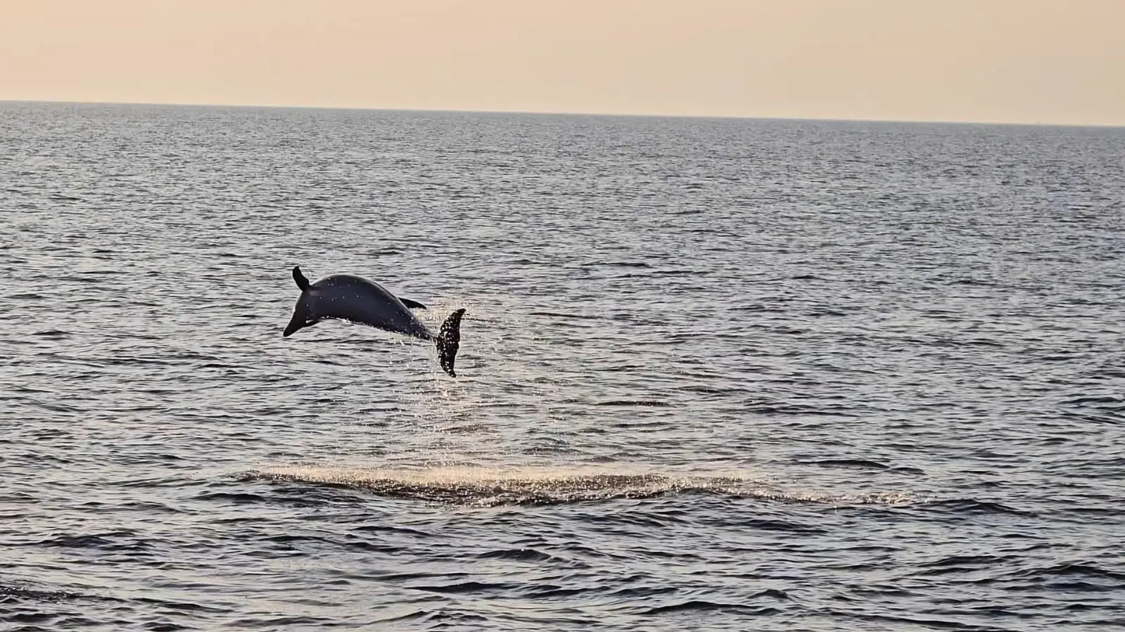 Two dolphins surfacing at sunset off Rovinj