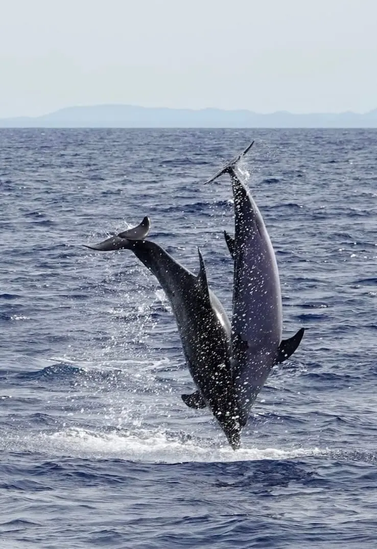 Two dolphins leaping together off Rovinj