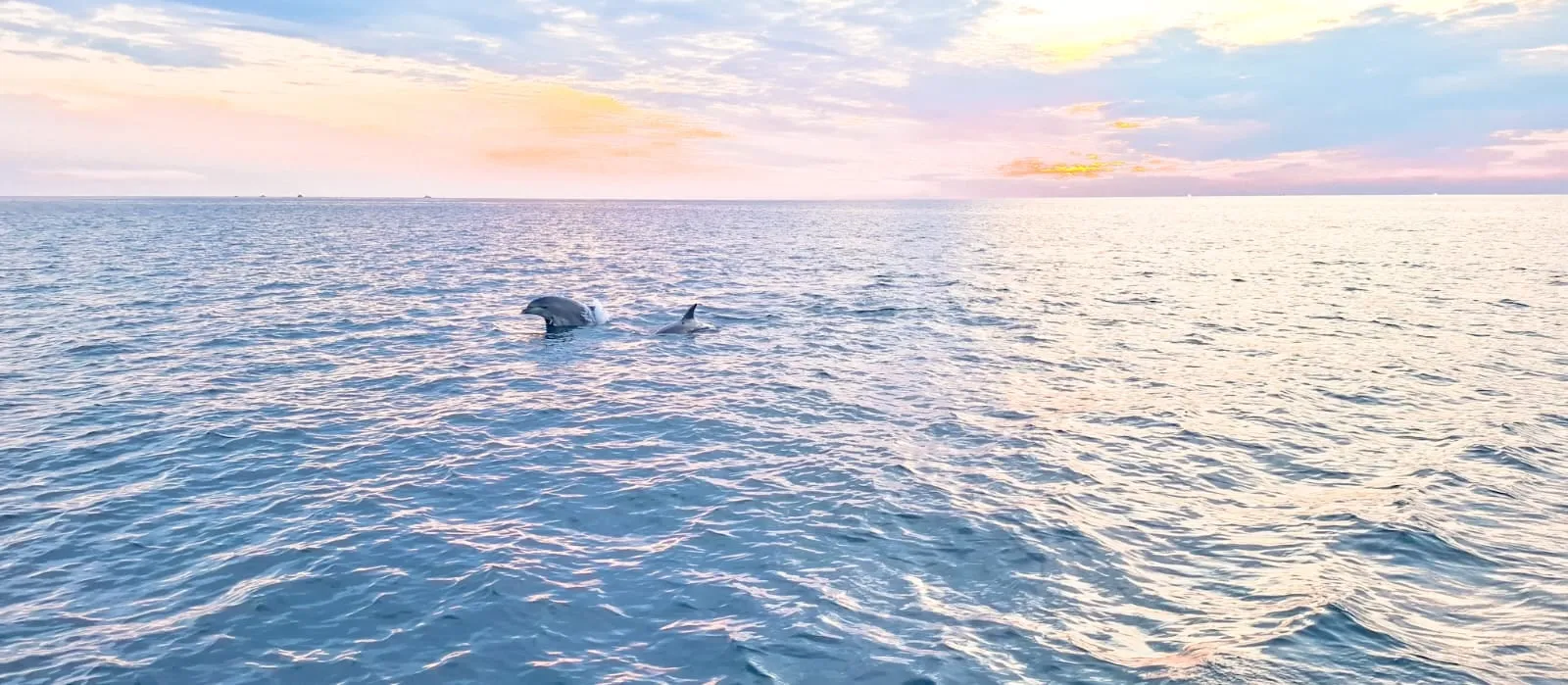 Two dolphins surfacing at sunset off Rovinj